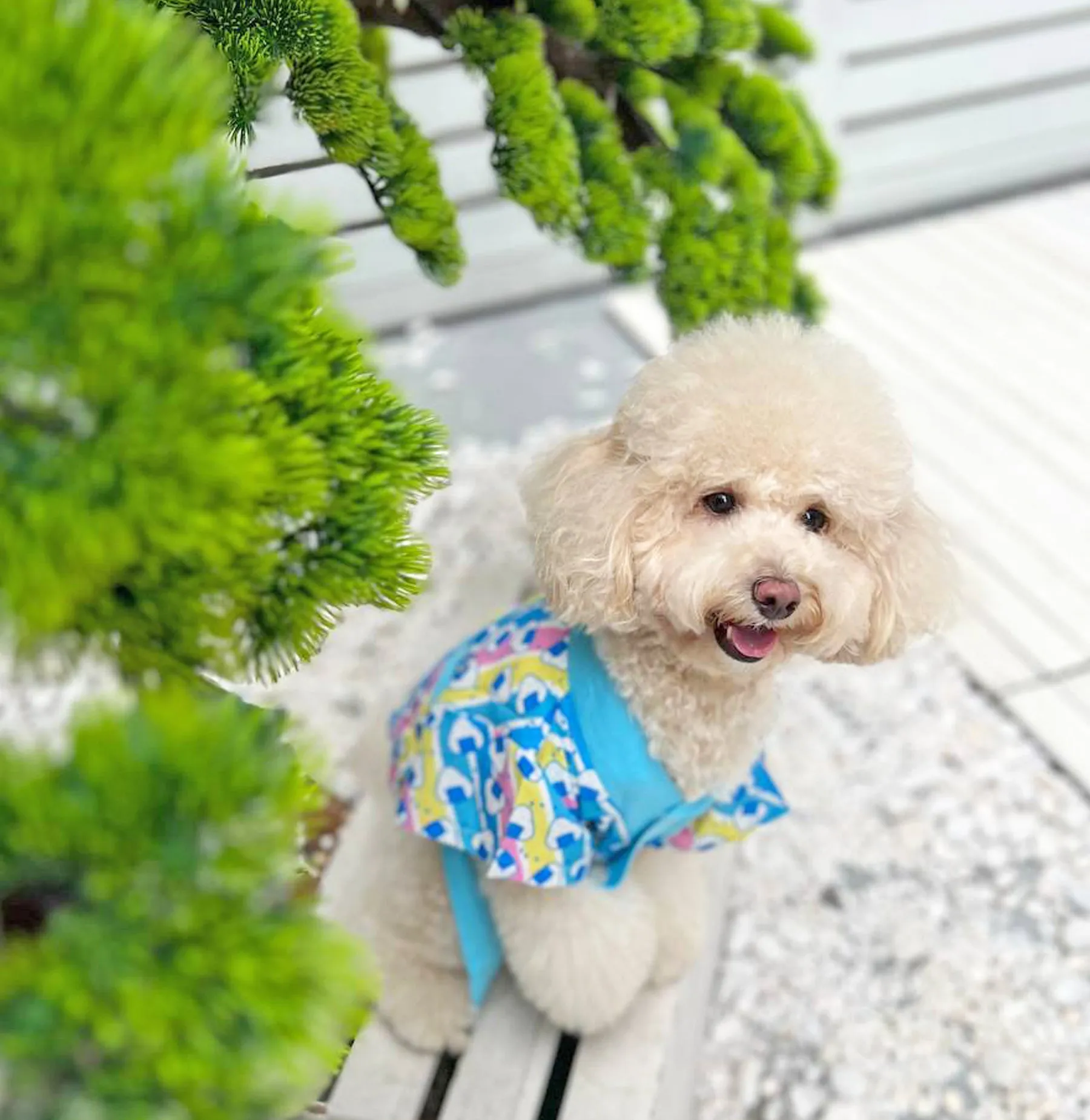 Onigiri Yukata-kimono ✦VERY RARE✦