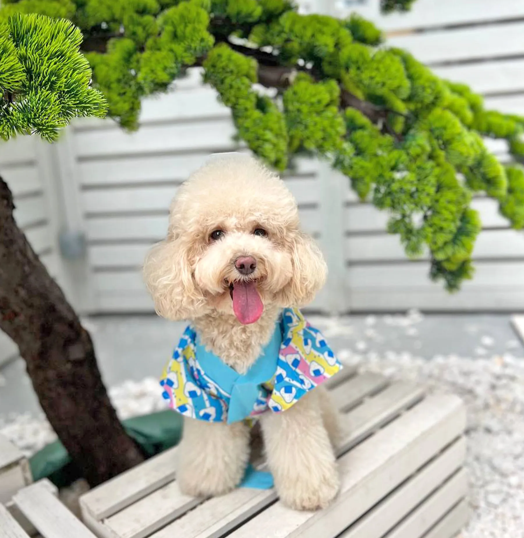 Onigiri Yukata-kimono ✦VERY RARE✦